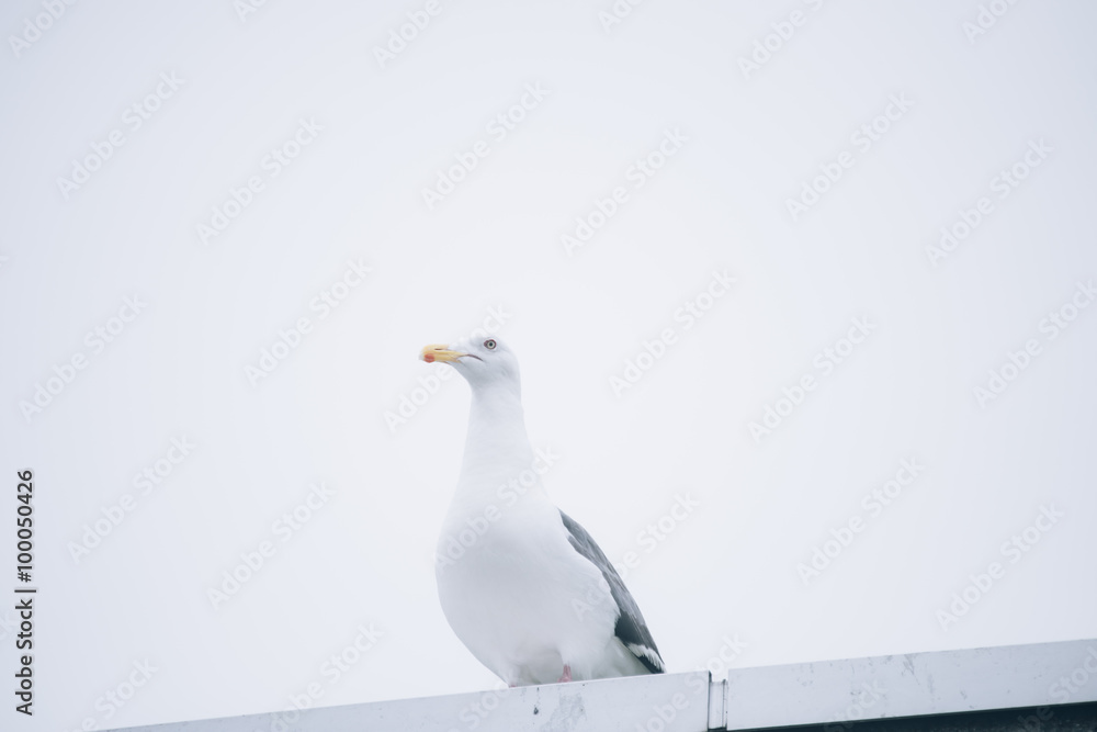 Obraz premium カモメ