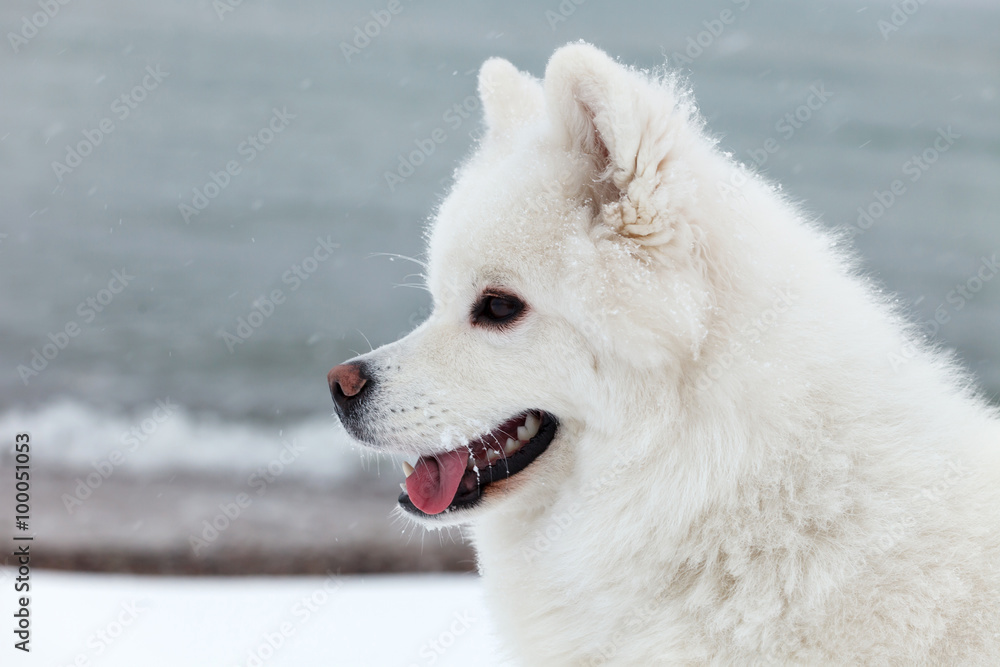 White Samoyed dog in winter walking on the sea, and shows the to