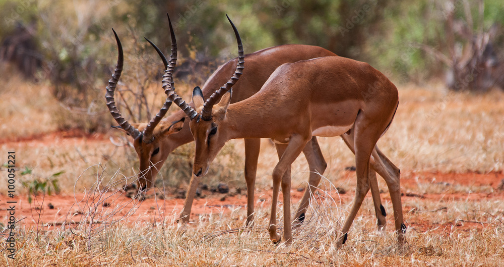 Impala , Tsavo East National Park Impala , Tsavo East National Park