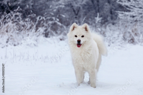 white dog Samoyed walks in the woods in winter.