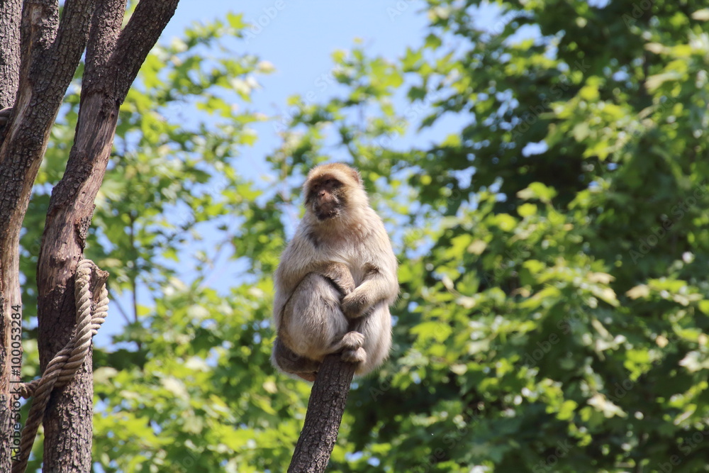 Fototapeta premium A monkey observes from any dangers