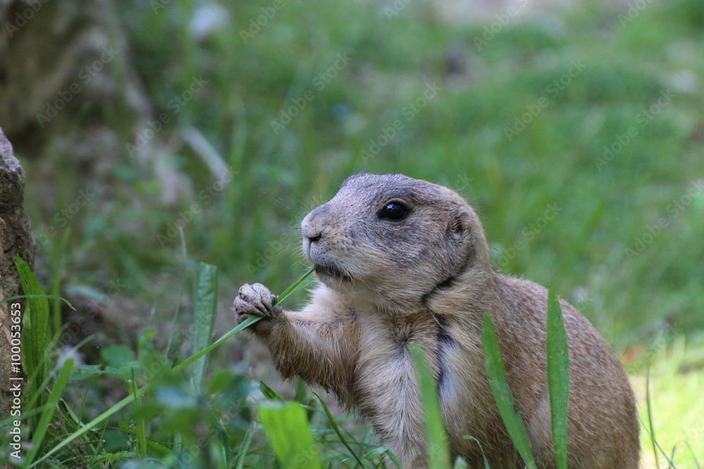 Fototapeta premium prairie dog eating grass and remains alert