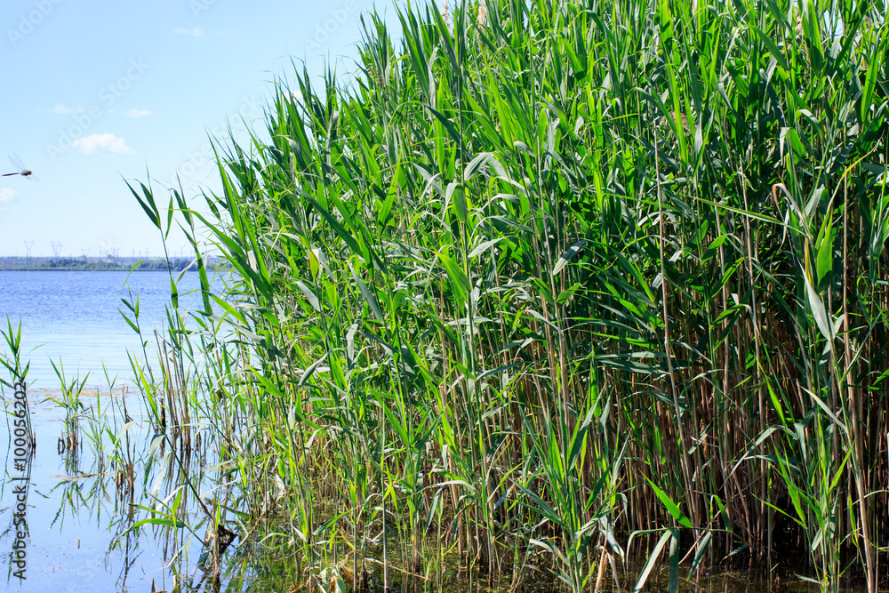 Obraz premium Habitat and nesting birds. Acrocephalus arundinaceus. The nest o