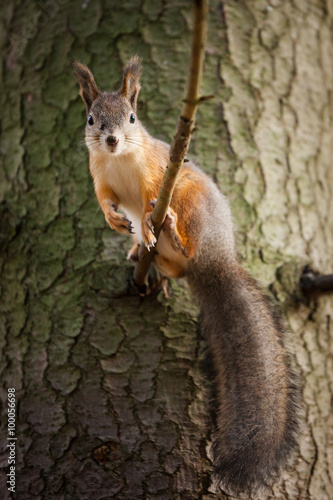 Eurasian red squirrel in the tree © Juhku