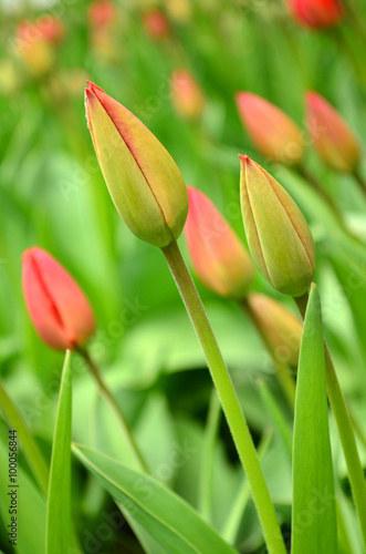 beautiful tulips in a spring garden