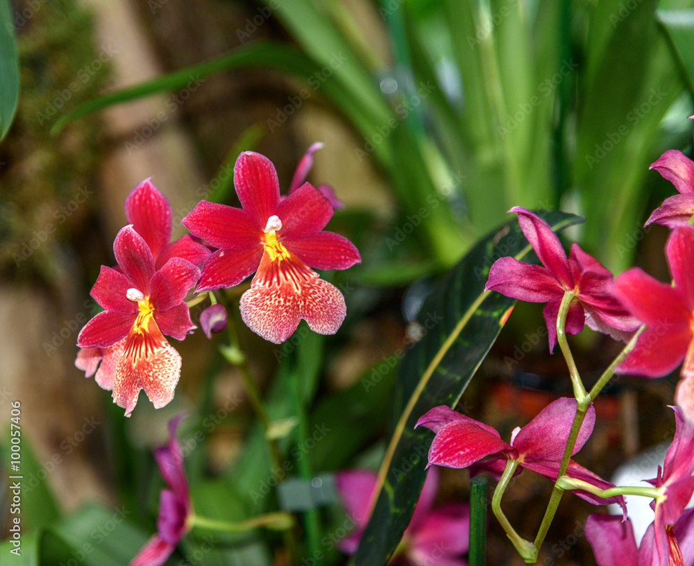 Burrageara Nelly Isler. Orchid in the greenhouse Burrageara Nelly Isler. Orchid in the greenhouse