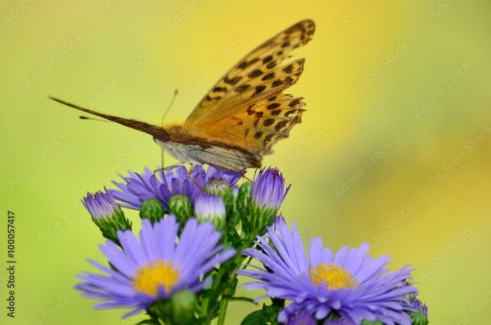 beautiful orange monarch butterfly on a flowers beautiful orange monarch butterfly on a flowers