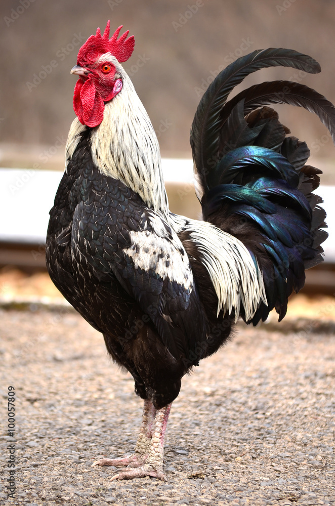 beautiful rooster crowing on the street