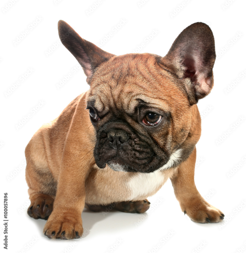 Cute little French bulldog puppy