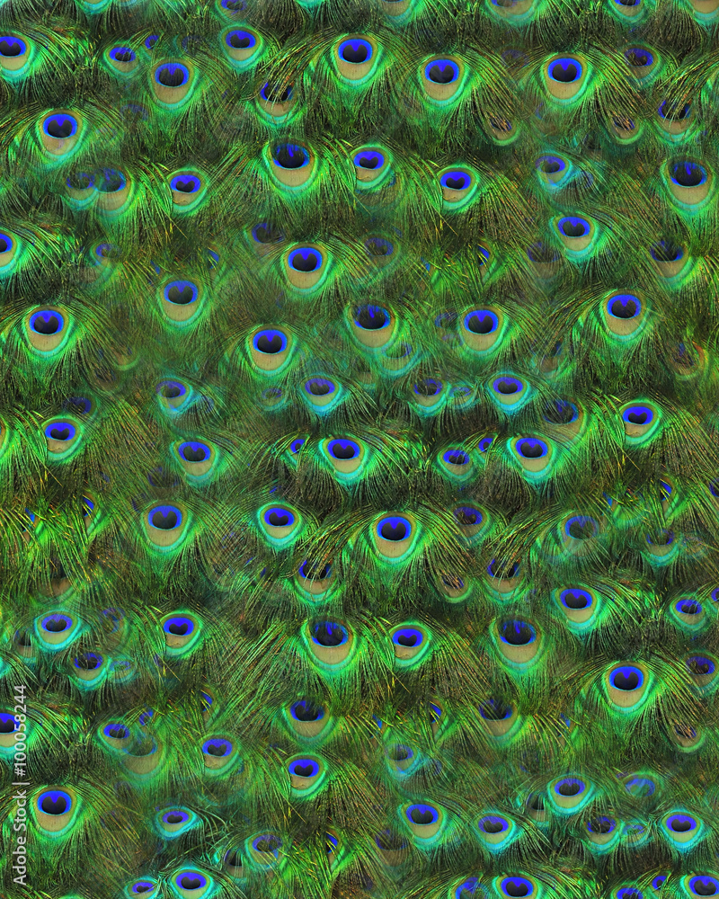 Obraz premium peacock