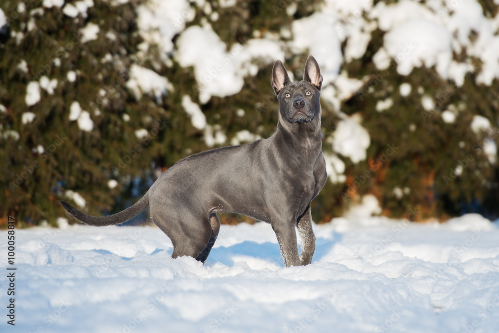 thai ridgeback dog outdoors in winter thai ridgeback dog outdoors in winter