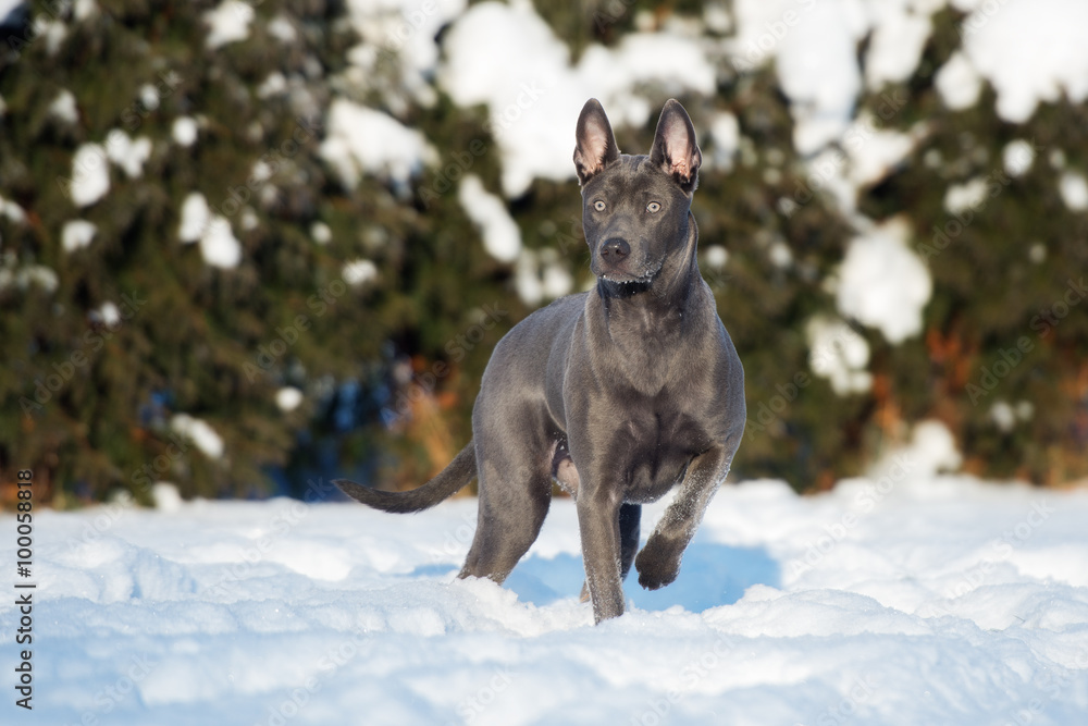 thai ridgeback dog standing outdoors in winter thai ridgeback dog standing outdoors in winter