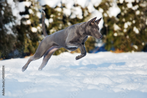 thai ridgeback dog running outdoors in winter