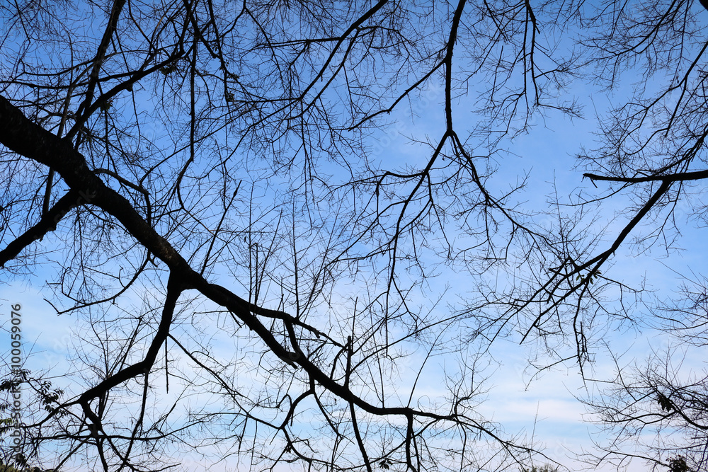 Obraz premium branch tree silhouette