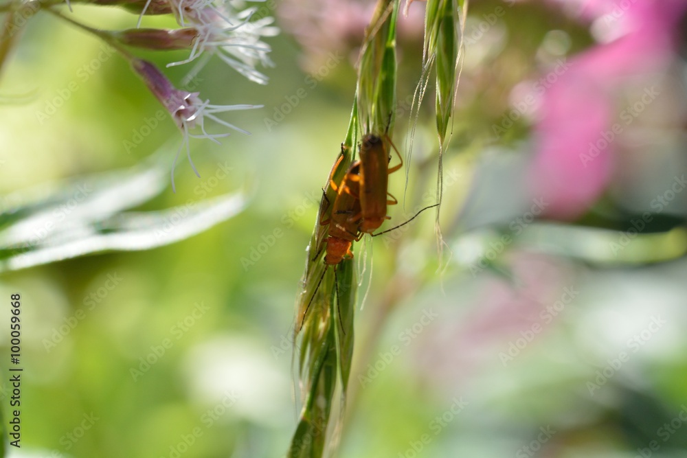 Tiere und Insekten
