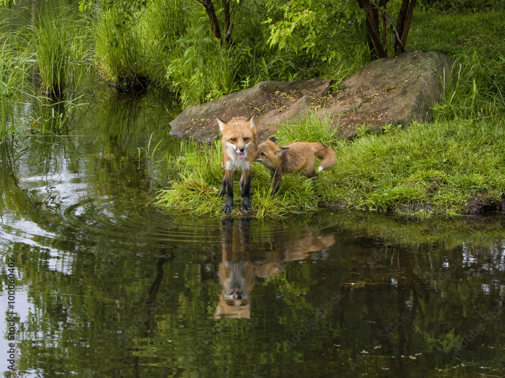 Obraz premium Red Fox and Kit Reflection