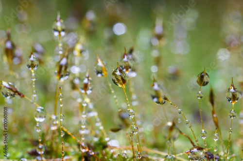 Closeup moss forest drop water