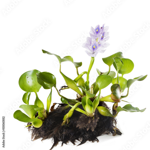Common Water Hyacinth (Eichhornia crassipes). Plant with leaves, photo
