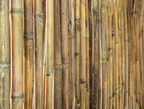 bamboo fence