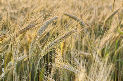  Barley © Marek Walica