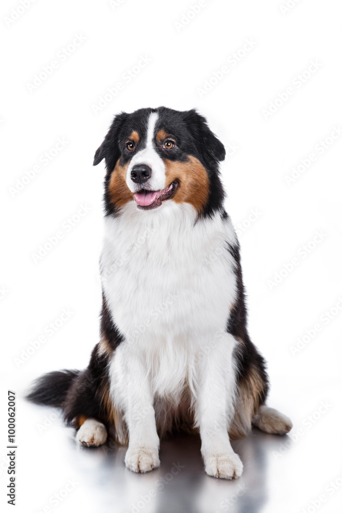 Dog breed Australian Shepherd, Aussie Dog breed Australian Shepherd, Aussie