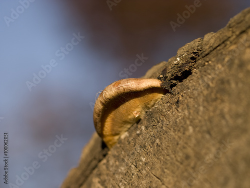Mushroom and Tree Stump © zeljka