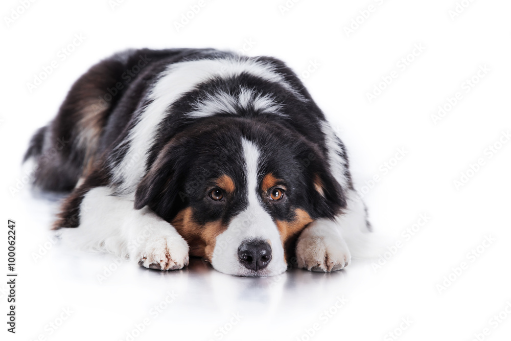 Dog breed Australian Shepherd, Aussie Dog breed Australian Shepherd, Aussie
