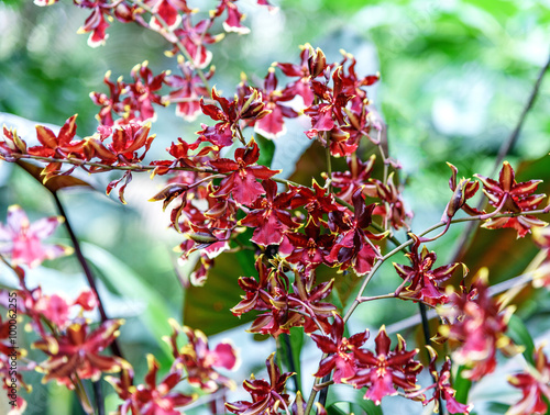 Orchid Colmanara wildcat 