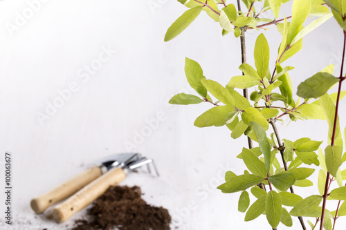 Honeysuckle branch photo