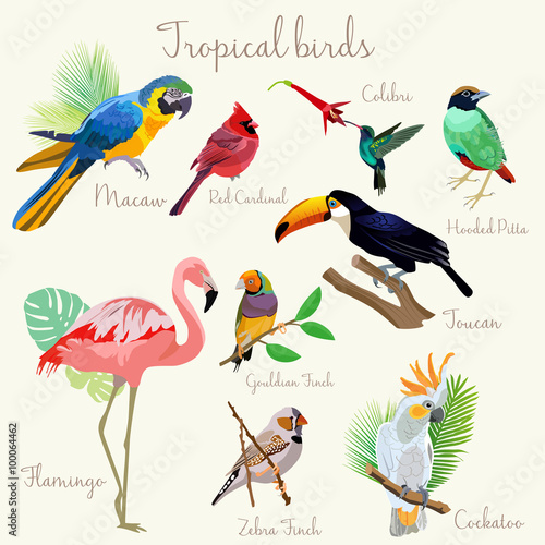 Bright color Exotic tropical birds set isolated © lembergvector