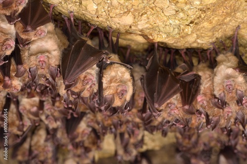 Groups of sleeping bats in cave - Lesser mouse-eared bat (Myotis blythii) and (Rhinolophus hipposideros) - Lesser Horseshoe Bat