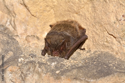 The barbastelle bat (Barbastella barbastellus), western barbastelle hibernation photo