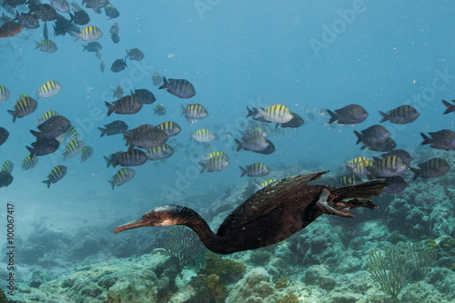 cormorant while fishing underwater in bait ball photo