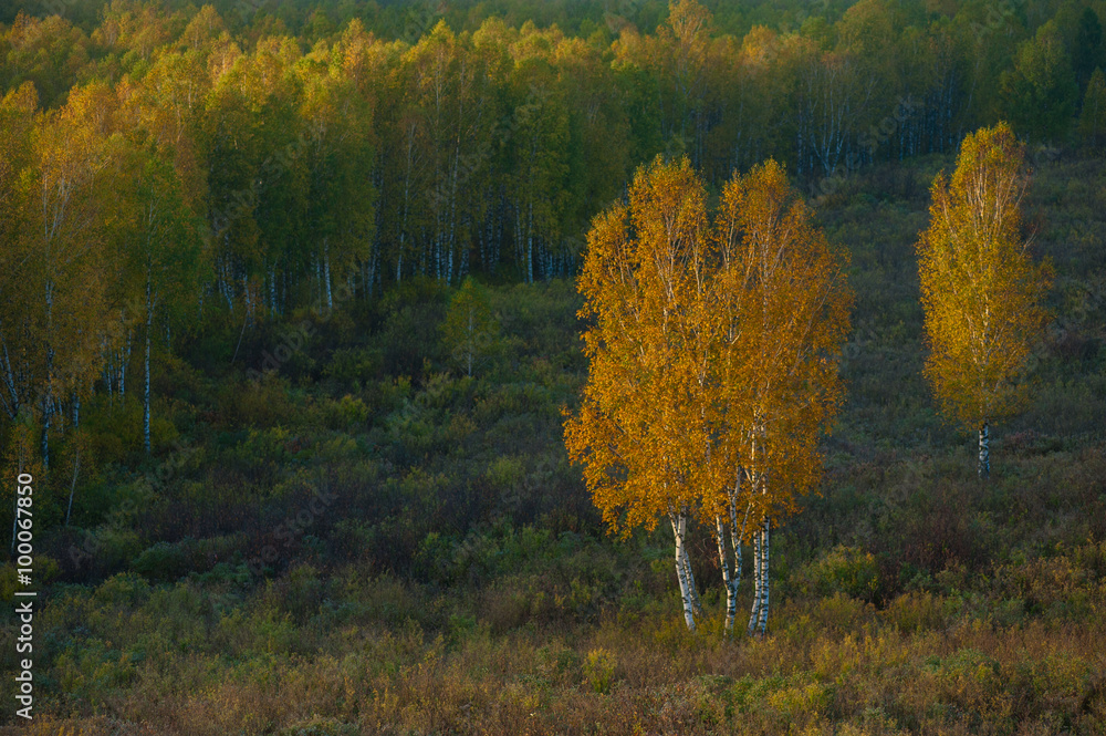 Fototapeta premium beauty autumn morning