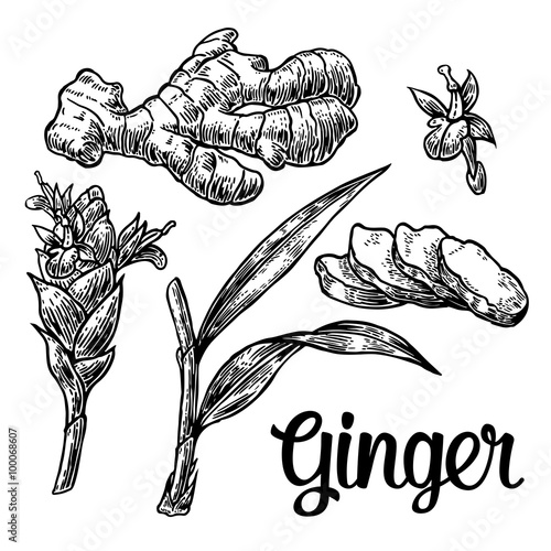 Ginger. Root, root cutting, leaves, flower buds, stems. Vintage retro vector illustration for herbs and spices set.