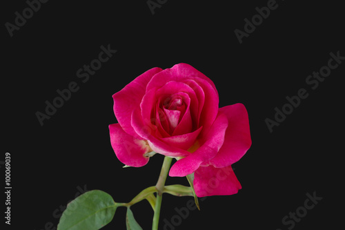 Isolated red rose flower on black background (with clipping path