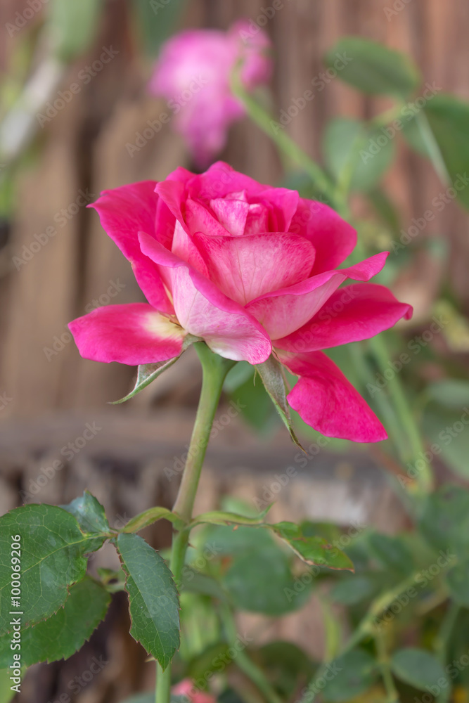 Pink rose flower with wooden background