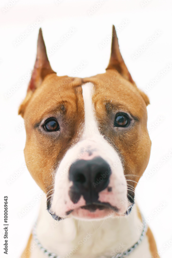 The portrait of a surprised American Staffordshire Terrier dog