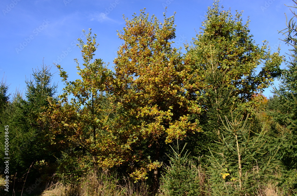 Wald und seine Stimmung