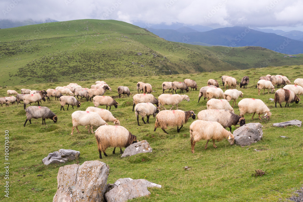 grazing land in pyrenees with sheep