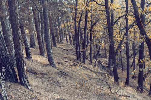 Yellow leaves trees