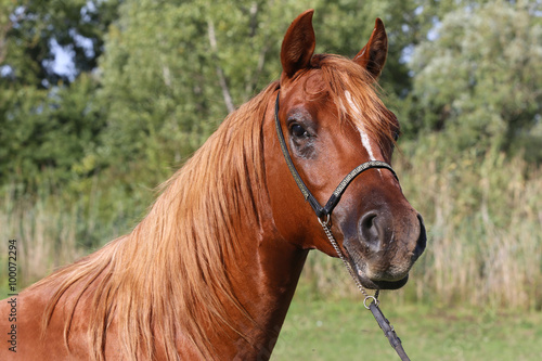 Head shot of a chestnutl arabian stallion at farm