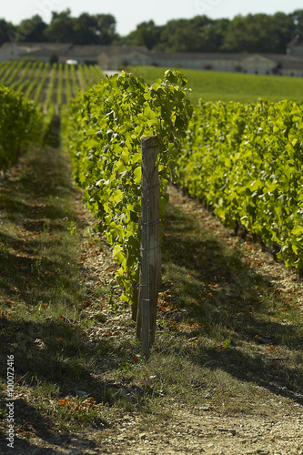 Vineyards of Sauternes Chateau Yquem photo