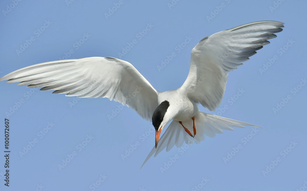 Fototapeta premium Adult common tern in flight on the blue sky background. Blue Sky background