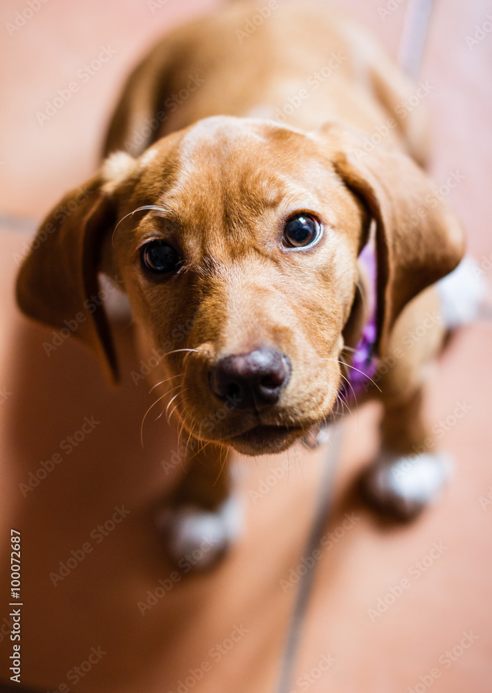 Cute Maremman Bloodhound dog close up portrait.