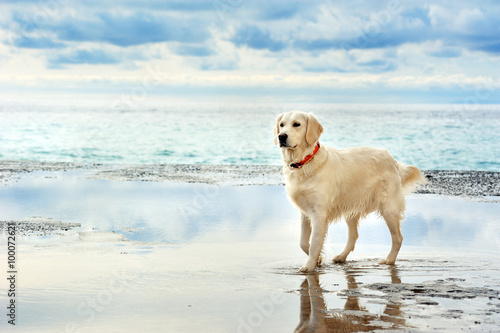 young white golden retriever stand on the seafront