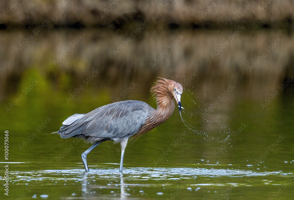 Obraz premium Little Blue Heron (Egretta caerulea) fishing, goes on water on green natural background, Cuba 