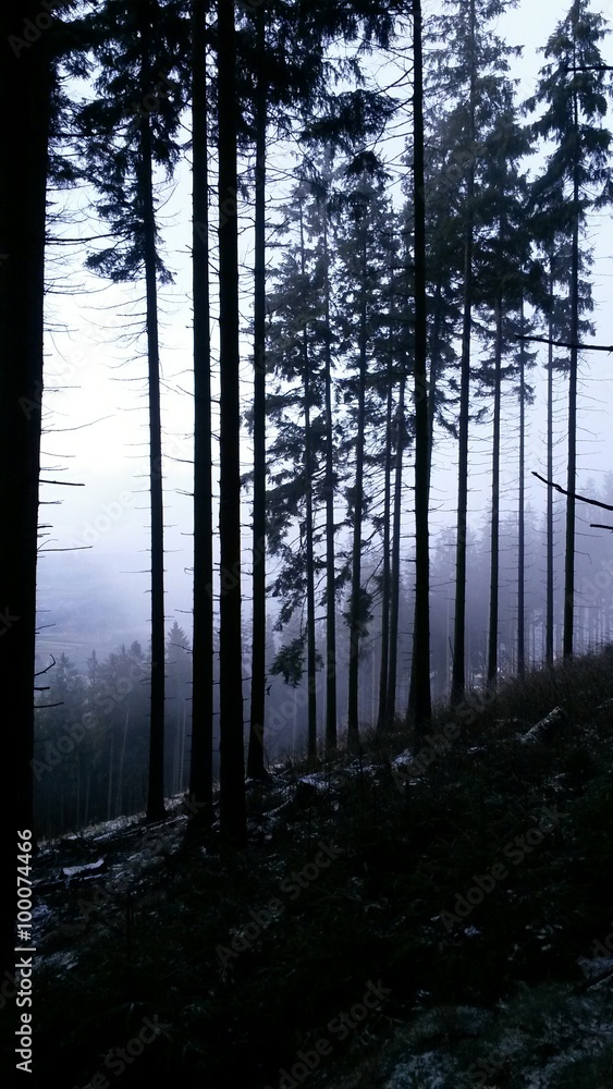 Fototapeta premium Nebel im Wald