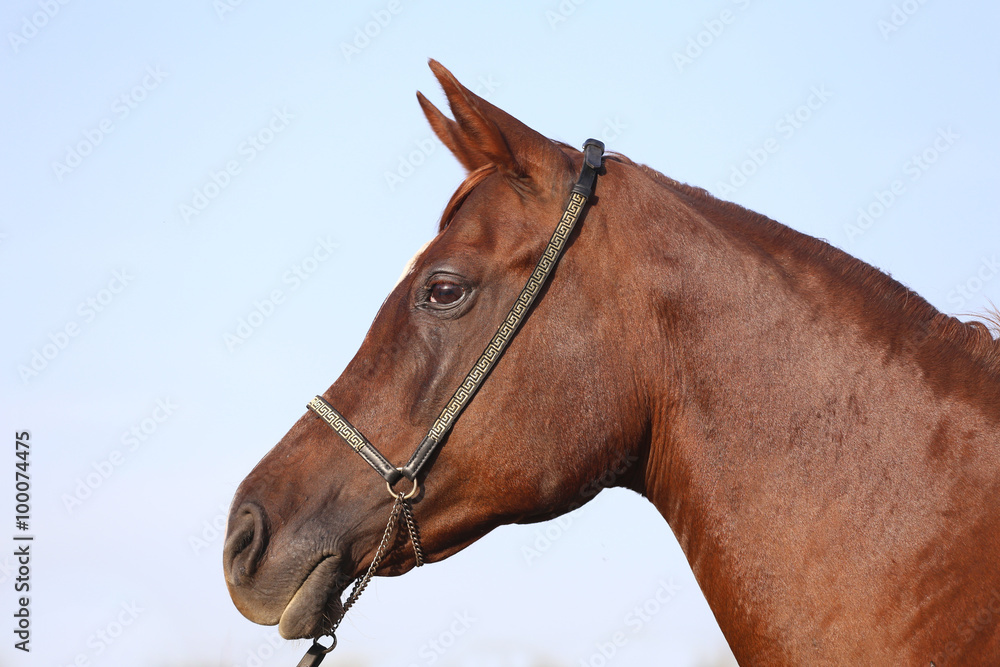 Purebreed arabian stallion head with halter against blue sky Purebreed arabian stallion head with halter against blue sky