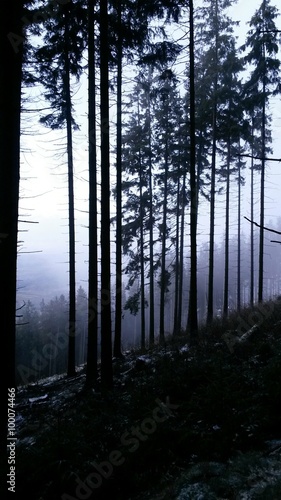 Fototapeta Naklejka Na Ścianę i Meble -  Nebel im Wald